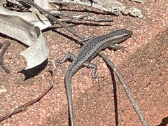 Cryptoblepharus buchananii