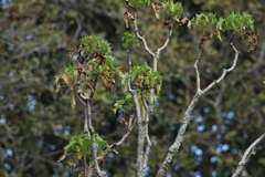 Pittocaulon praecox