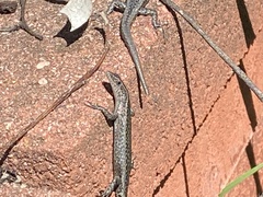 Cryptoblepharus buchananii