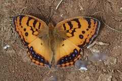 Catacroptera cloanthe cloanthe