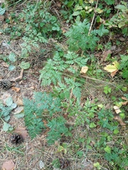 Anthriscus sylvestris