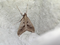 Mecyna asinalis