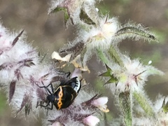 Cosmopepla conspicillaris