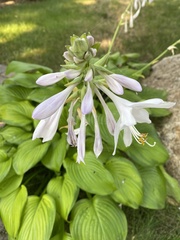Hosta plantaginea