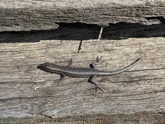 Cryptoblepharus buchananii