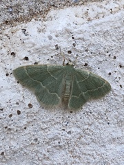 Chlorochlamys phyllinaria