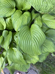 Hosta plantaginea