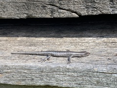 Cryptoblepharus buchananii