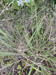 Eragrostis spectabilis