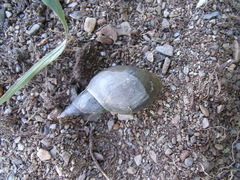 Lymnaea stagnalis