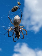 Trichonephila edulis