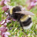 Cryptic Bumble Bee - Photo (c) Scott King, some rights reserved (CC BY-NC)