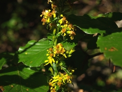 Solidago virgaurea
