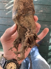 Pisolithus arhizus