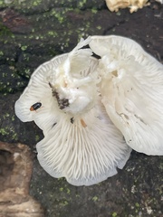 Pleurotus populinus