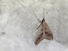 Mecyna asinalis