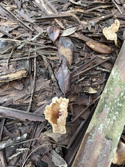 Cymatoderma caperatum