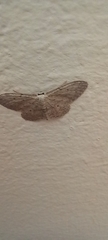 Idaea seriata
