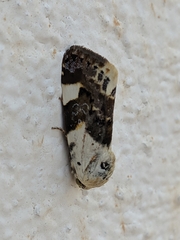 Acontia lucida