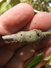 Callirhytis quercussuttoni