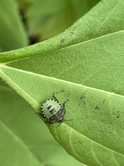 Palomena prasina