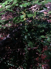 Solidago virgaurea