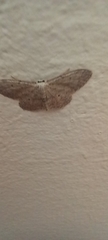 Idaea seriata