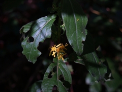 Solidago virgaurea
