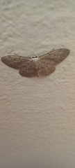 Idaea seriata
