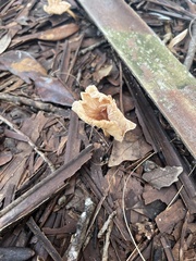 Cymatoderma caperatum