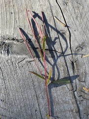 Epilobium palustre