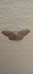 Idaea seriata