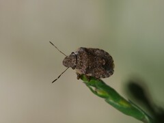 Sciocoris