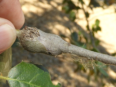 Callirhytis quercussuttoni