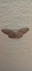 Idaea seriata