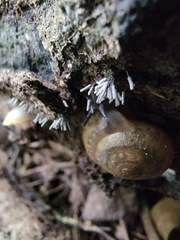 Arcyria cinerea