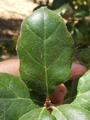 Callirhytis quercussuttoni