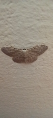 Idaea seriata