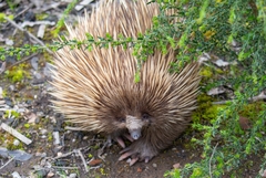 Tachyglossus aculeatus multiaculeatus