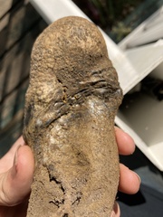 Pisolithus arhizus
