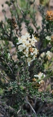 Eriocephalus