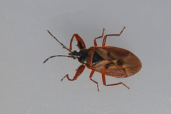 Gastrodes abietum