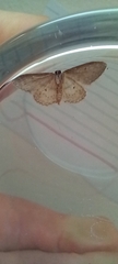 Idaea seriata