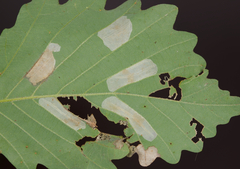 Phyllonorycter aeriferella