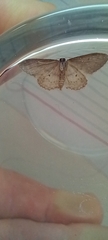 Idaea seriata
