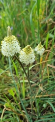 Bulbinella cauda-felis