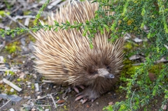 Tachyglossus aculeatus multiaculeatus