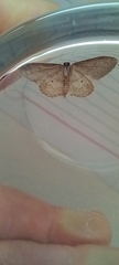 Idaea seriata