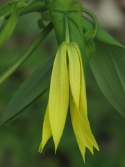 Uvularia grandiflora