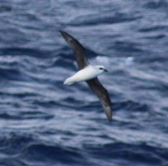 Pterodroma lessonii